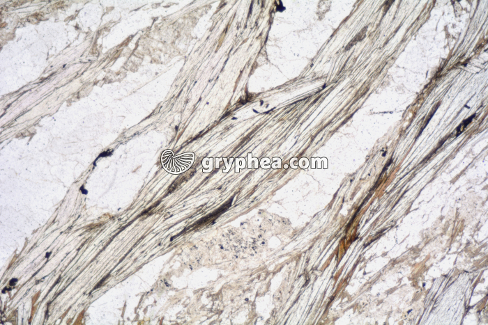 Muscovite LPNA x40 - gryphea.com